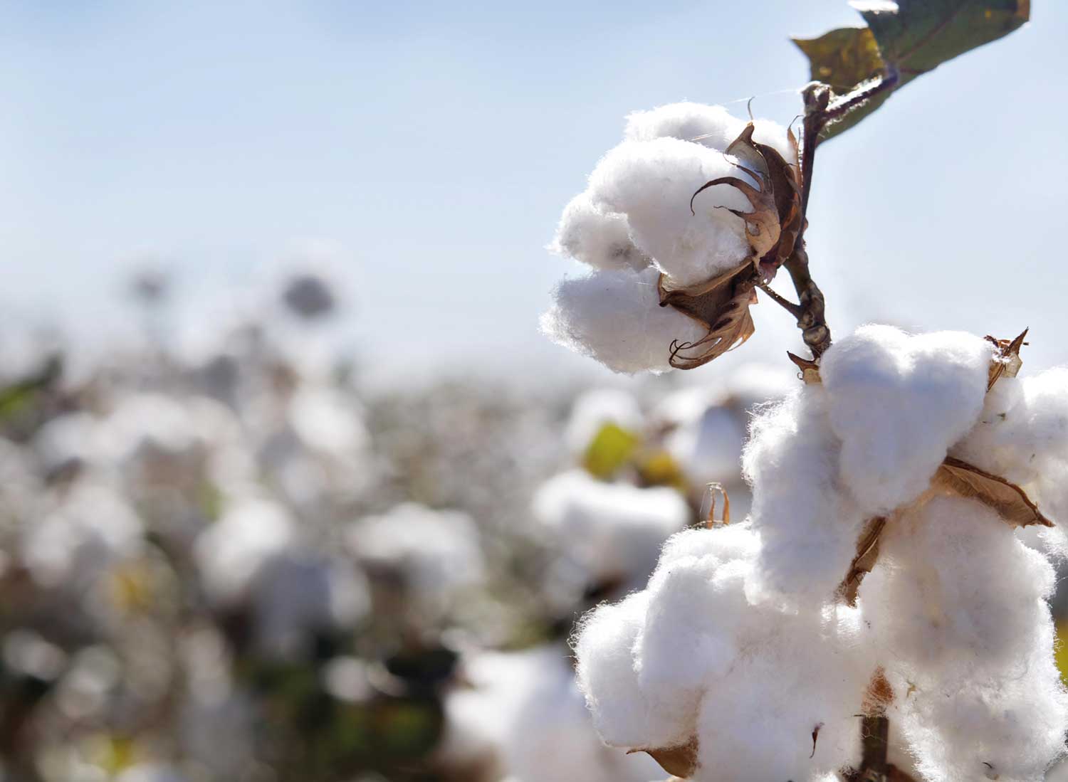 cotton production in West Africa